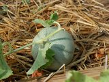 4-FRUITS ET LEGUMES